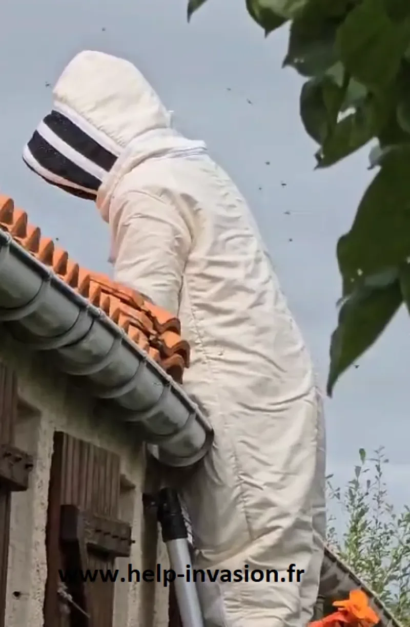 Intervention Help Invasion sous les tuiles d’une toiture, en tenue de protection
